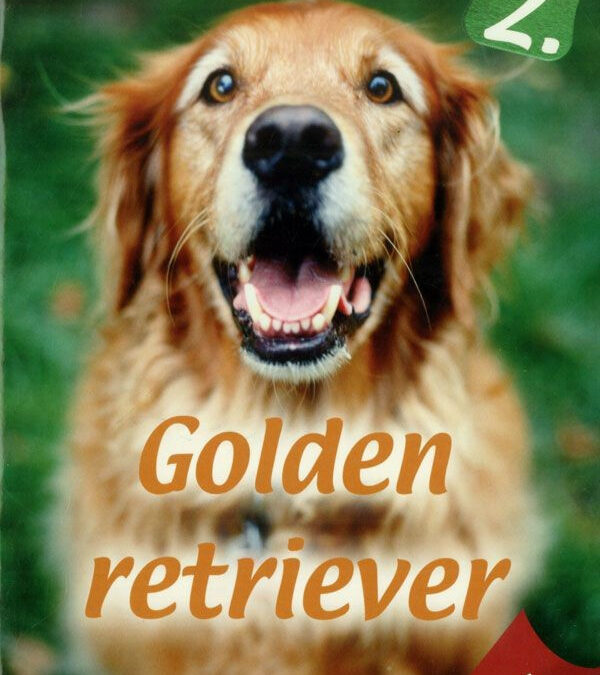 Házi kedvenceink 2. – Golden retriever