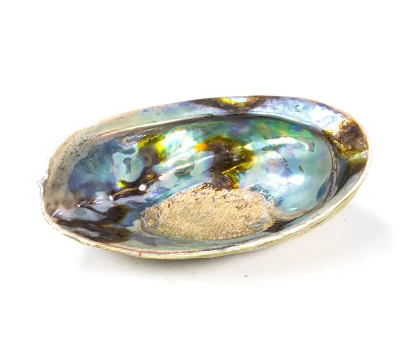 Phoenix Import Rainbow Abalone Shell Paua Haliotis Iris égető füstölőkötegekhez