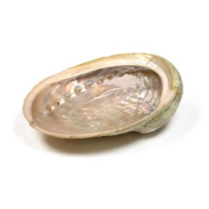 Phoenix Import Abalone kagyló Haliotis M méretű kötegek égetéséhez